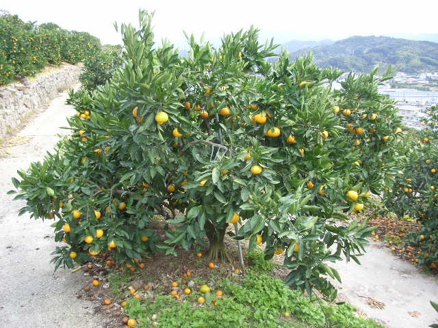 果实 (MAFF, Japan)