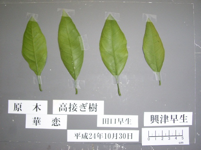 果实 (MAFF, Japan)