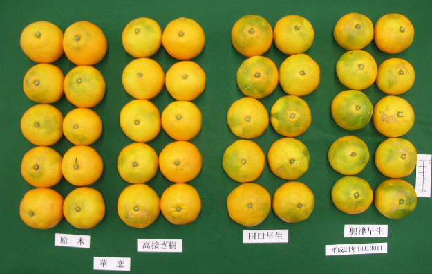 果实 (MAFF, Japan)
