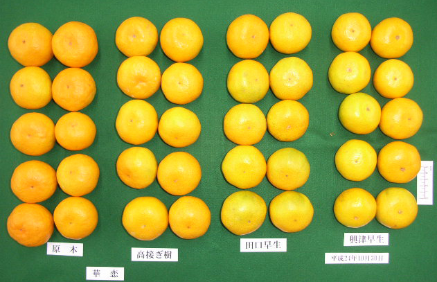 果实 (MAFF, Japan)