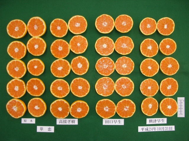 果实 (MAFF, Japan)