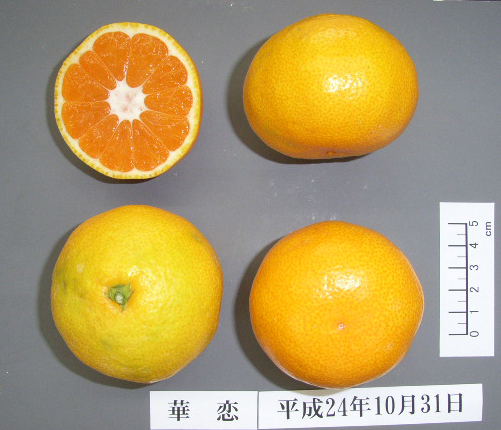 果实 (MAFF, Japan)