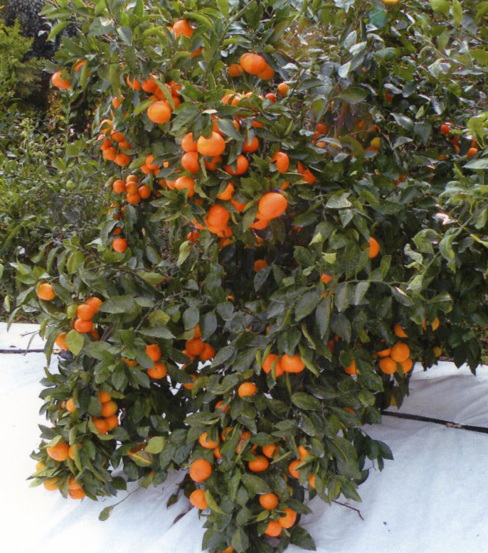 树体 (MAFF, Japan)