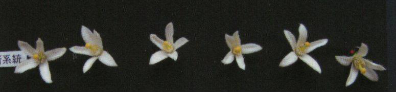 果实 (MAFF, Japan)