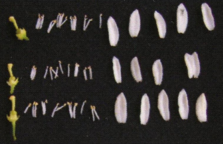 果实 (MAFF, Japan)