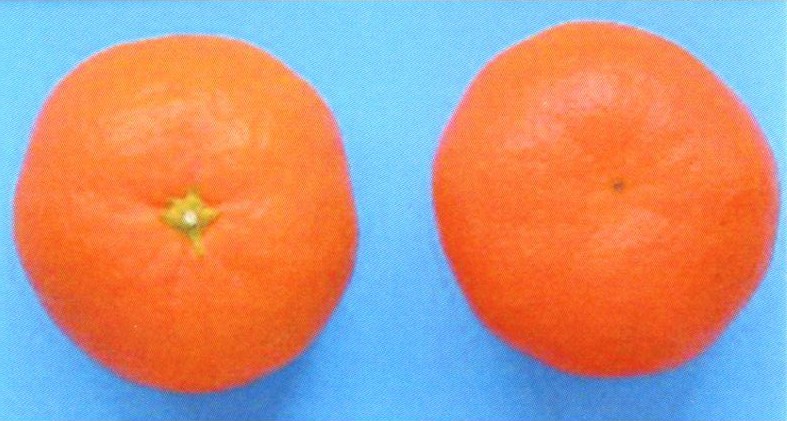 果实 (MAFF, Japan)