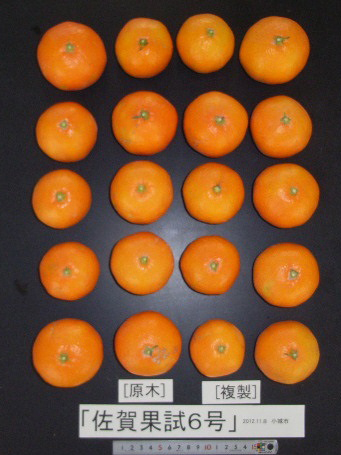 果实 (MAFF, Japan)