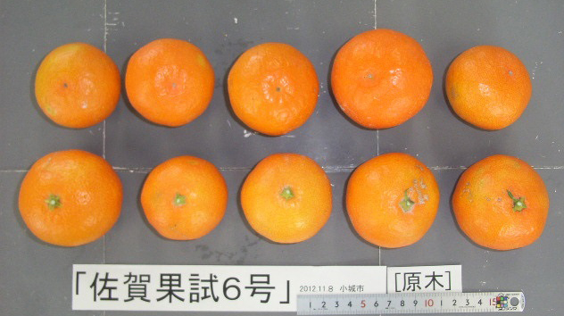 树体 (MAFF, Japan)