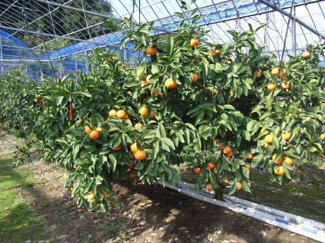 果实 (MAFF, Japan)