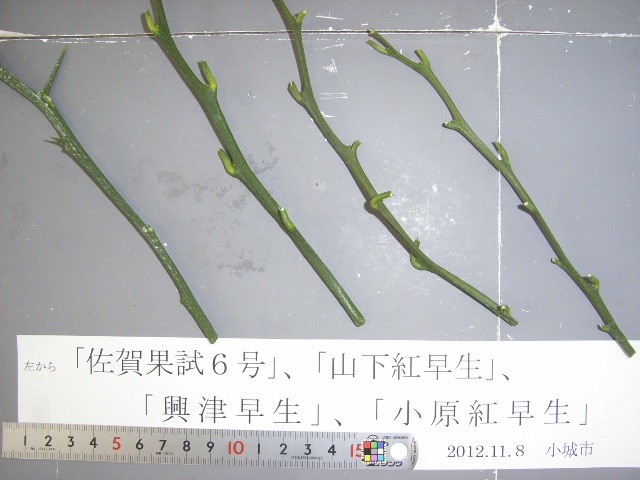 果实 (MAFF, Japan)