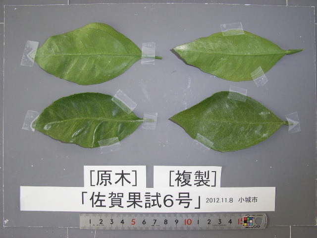 果实 (MAFF, Japan)