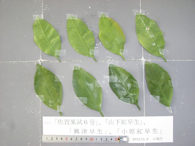 果实 (MAFF, Japan)