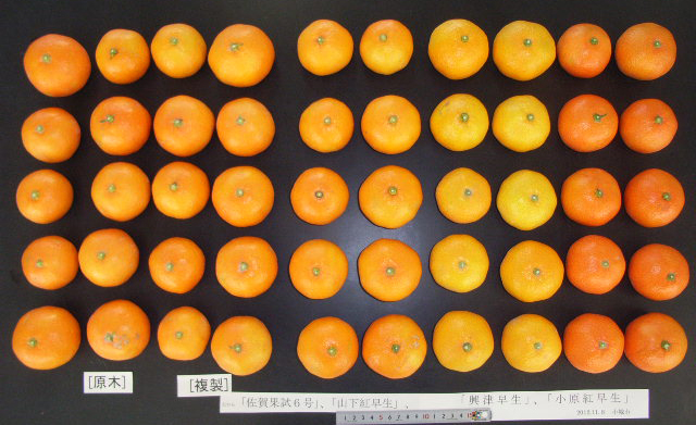 果实 (MAFF, Japan)