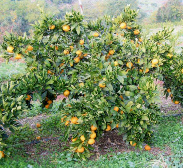 树体 (MAFF, Japan)