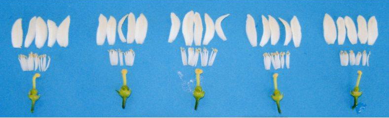 果实 (MAFF, Japan)