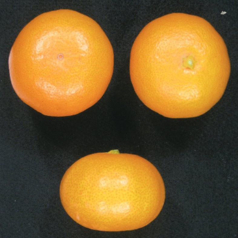 果实 (MAFF, Japan)