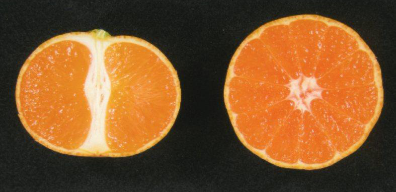 果实 (MAFF, Japan)