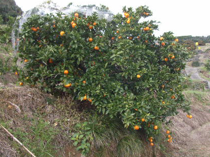 树体 (MAFF, Japan)