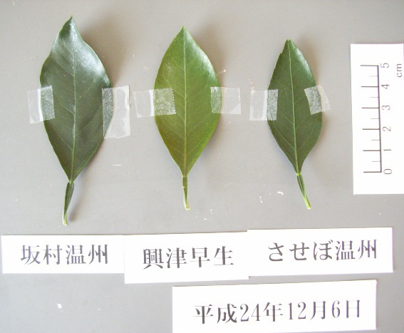 树体 (MAFF, Japan)