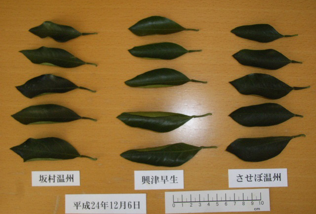 果实 (MAFF, Japan)