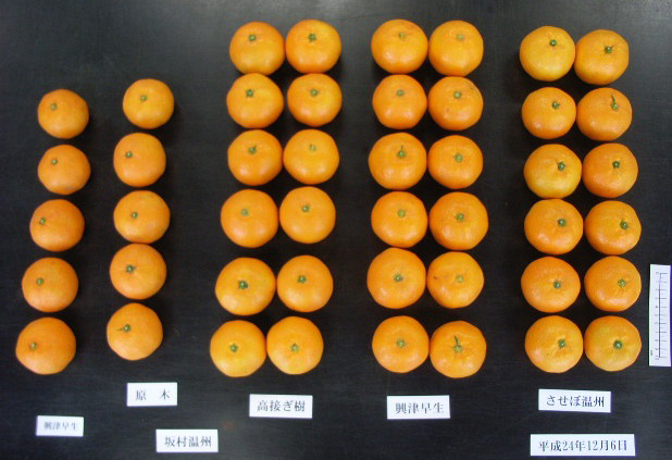 果实 (MAFF, Japan)