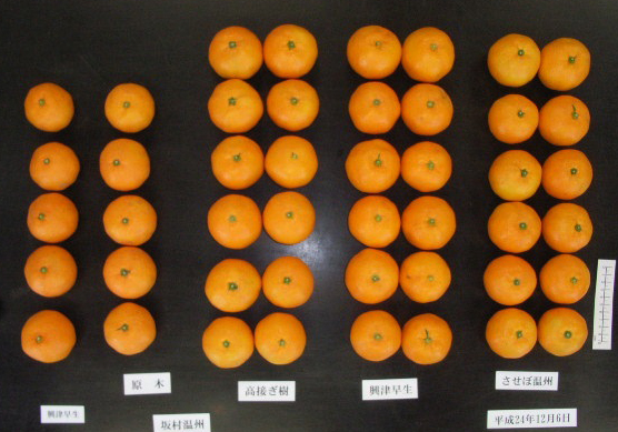 果实 (MAFF, Japan)