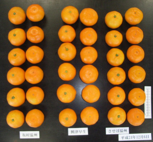 果实 (MAFF, Japan)