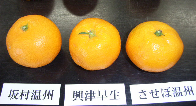 果实 (MAFF, Japan)