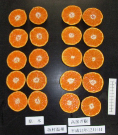 果实 (MAFF, Japan)