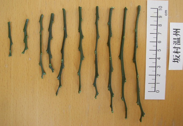 果实 (MAFF, Japan)