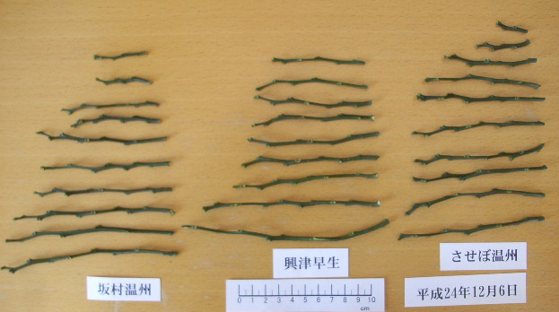 果实 (MAFF, Japan)