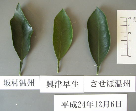 果实 (MAFF, Japan)