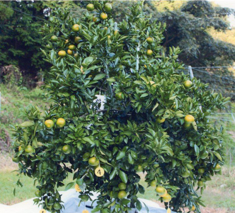 树体 (MAFF, Japan)