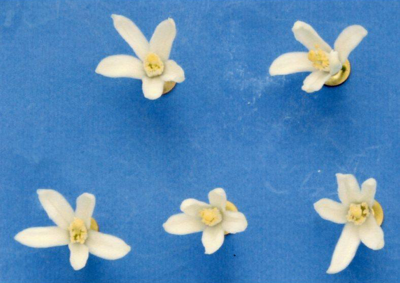 果实 (MAFF, Japan)