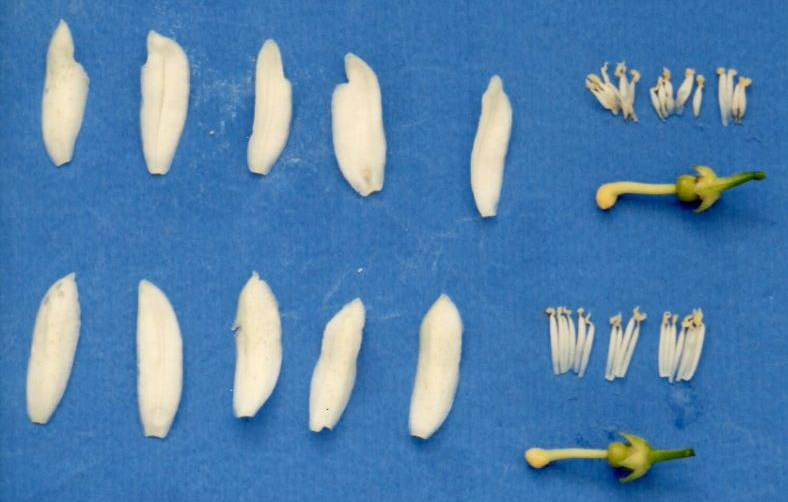 果实 (MAFF, Japan)