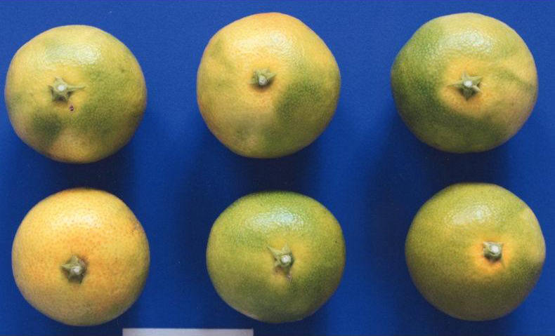 果实 (MAFF, Japan)