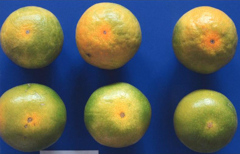 果实 (MAFF, Japan)