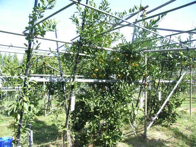 树体 (MAFF, Japan)