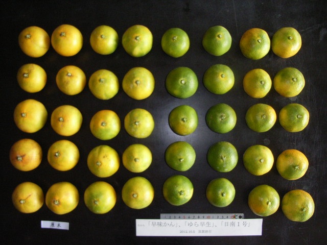 果实 (MAFF, Japan)