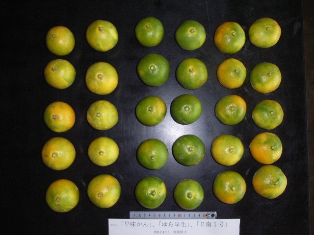 果实 (MAFF, Japan)