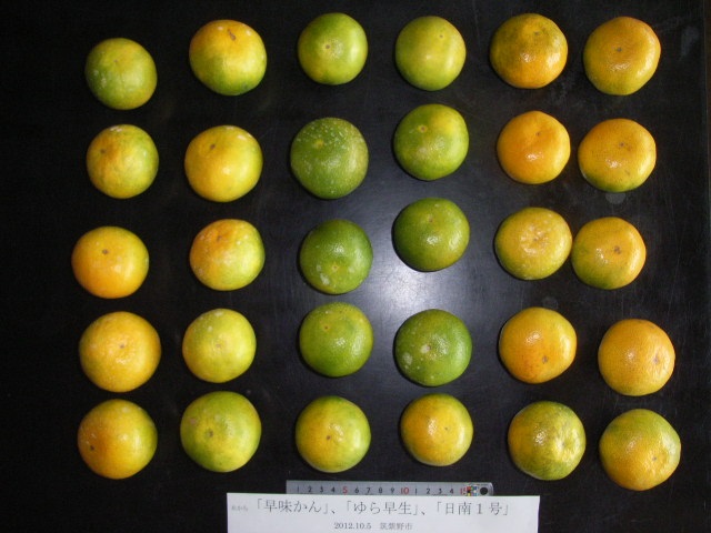 树体 (MAFF, Japan)