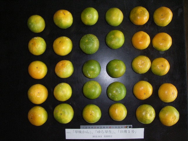 果实 (MAFF, Japan)