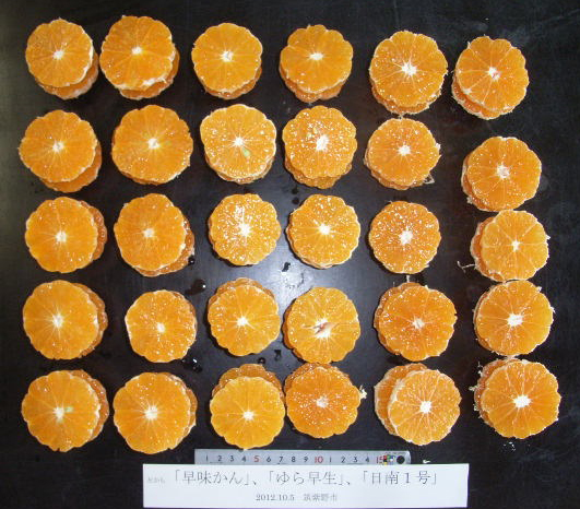 果实 (MAFF, Japan)