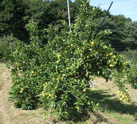 果实 (MAFF, Japan)