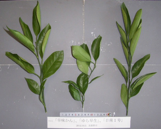 果实 (MAFF, Japan)