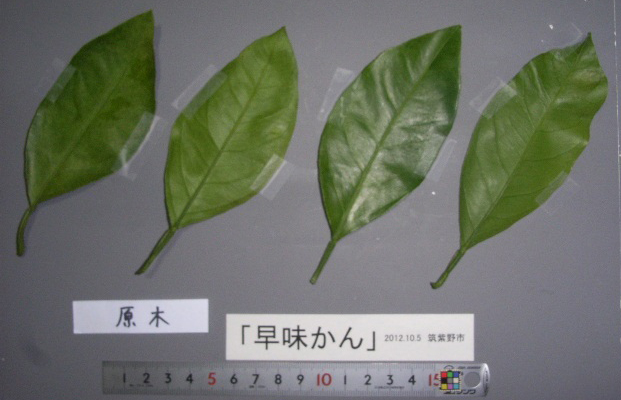 果实 (MAFF, Japan)