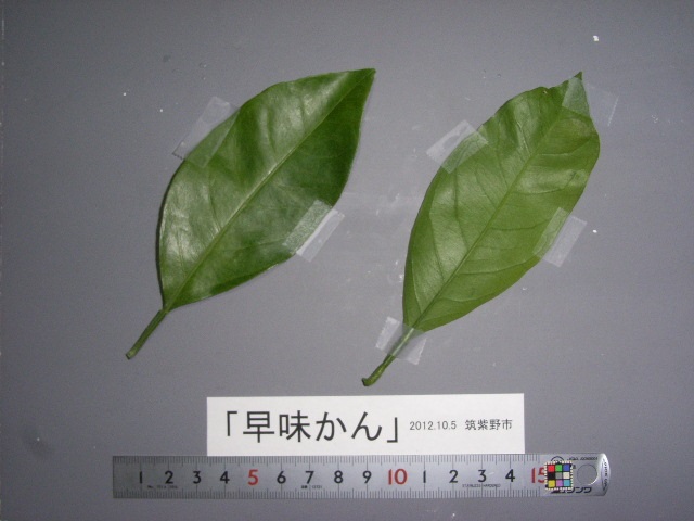 果实 (MAFF, Japan)