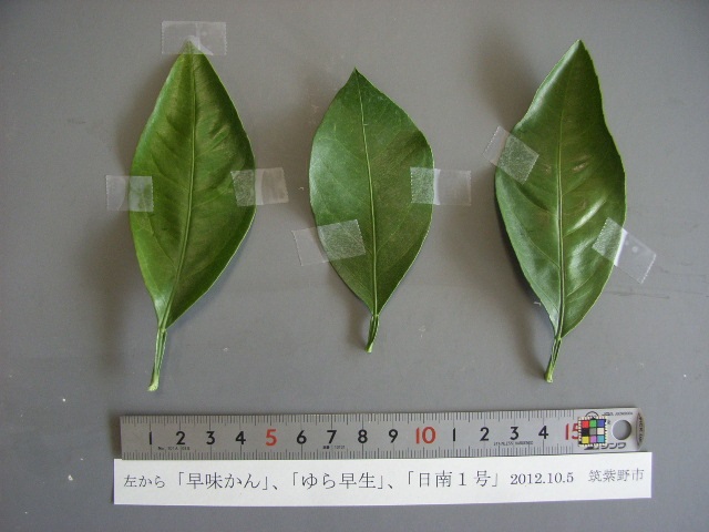 果实 (MAFF, Japan)