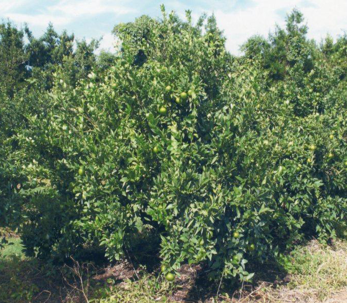 树体 (MAFF, Japan)