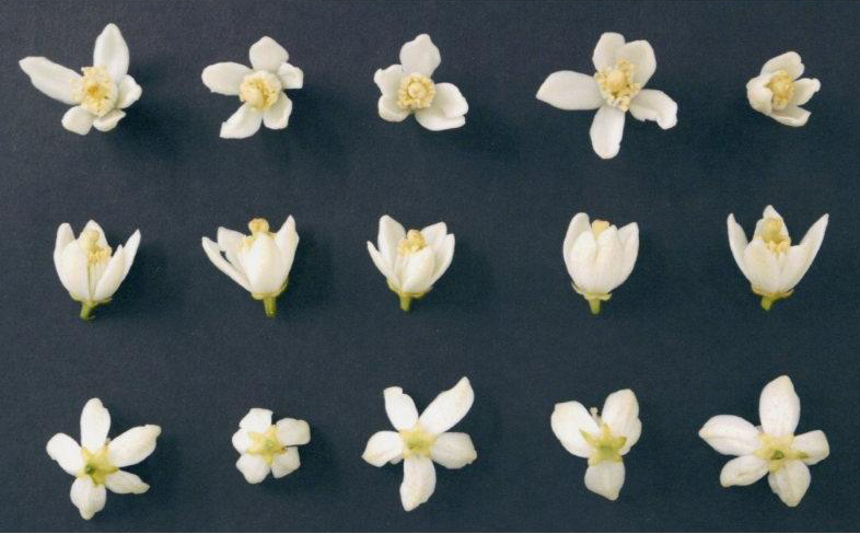 果实 (MAFF, Japan)